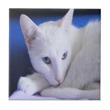 Gato blanco con ojos azules