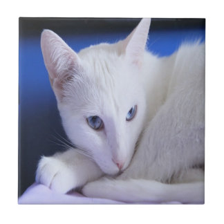Azulejo Gato blanco con ojos azules