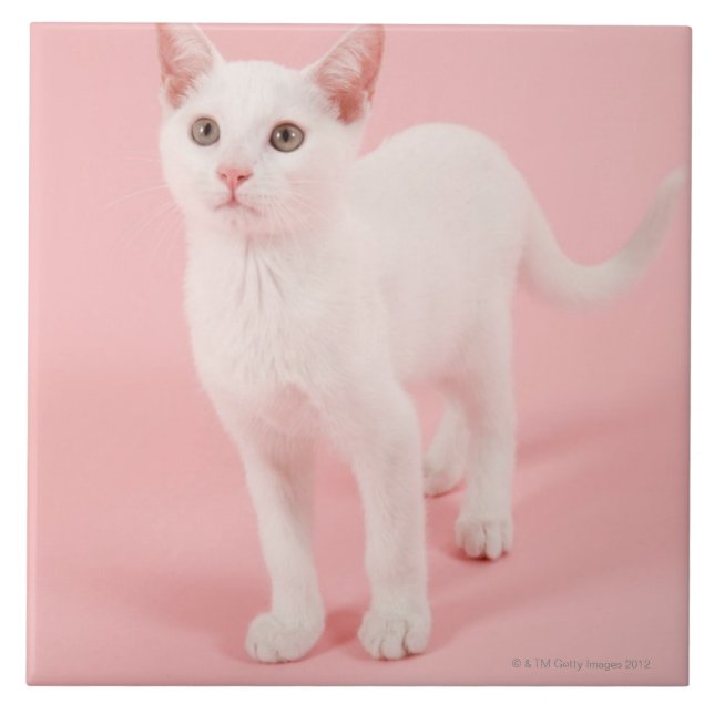 Azulejo Gato blanco joven 2 (Frente)