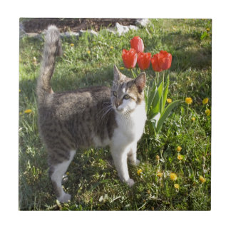 Azulejo Gato con los tulipanes