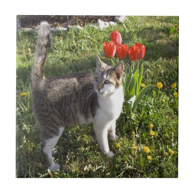 Azulejo Gato con los tulipanes (Frente)