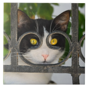 Azulejo Gato curioso con Espectáculos Funny marco - Cerámi