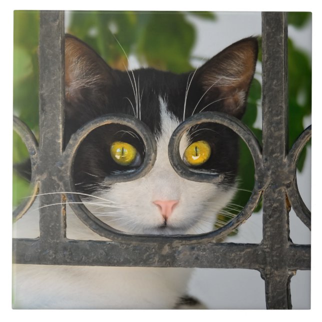 Azulejo Gato curioso con Espectáculos Funny marco - Cerámi (Frente)