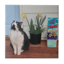 Gato de esmoquin Negro Gatos Blancos Floral Daffod