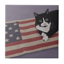 Gato de Estados Unidos