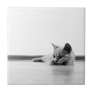 Azulejo Gato de gatito de gatito de peluche