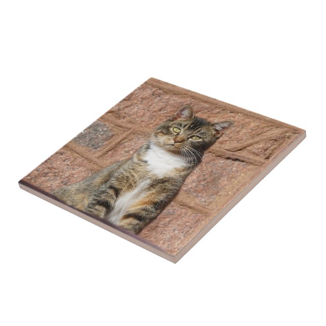 Azulejo Gato de iglesia (Lado)