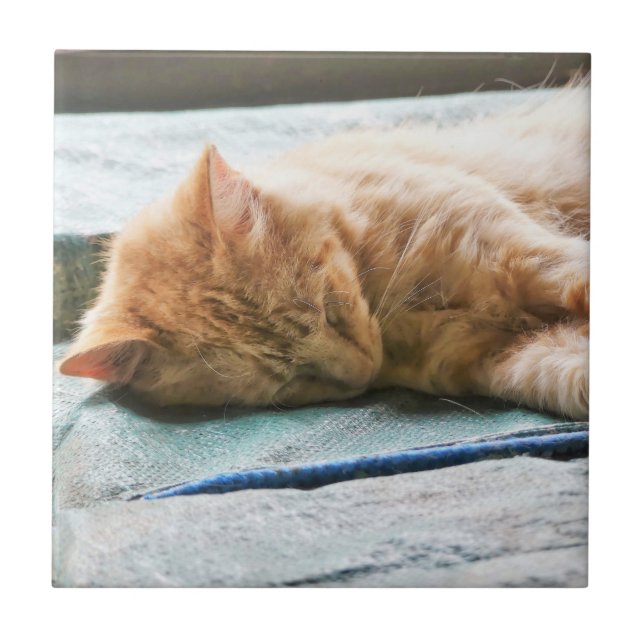 Azulejo Gato de jengibre longevo dormido (Frente)