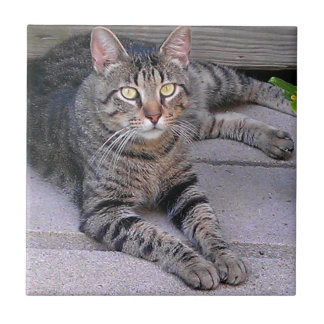 Azulejo Gato de Tabby de Brown al aire libre