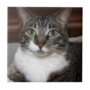 Azulejo Gato de Tabby que le mira