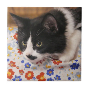 Azulejo Gato de Tuxedo
