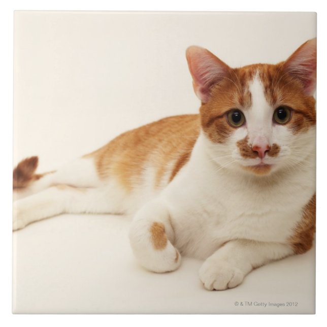 Azulejo Gato en el fondo blanco (Frente)