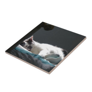 Azulejo Gato en Sunspot No molestar