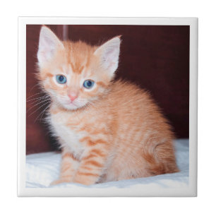 Azulejo Gato Familiar Adorable Minimalista Moderno Borde