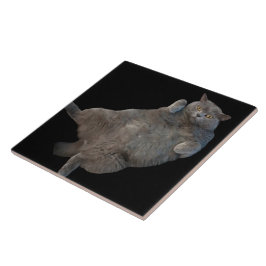 Azulejo Gato gordo al descubierto en el cielo británico