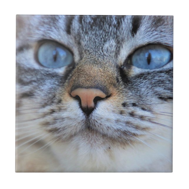 Azulejo Gato gris (Frente)