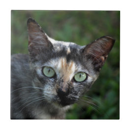 Azulejo Gato Gris Marrón Blanco con Ojos Verdes