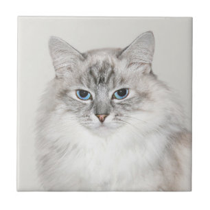 Azulejo Gato Himalayan del punto azul