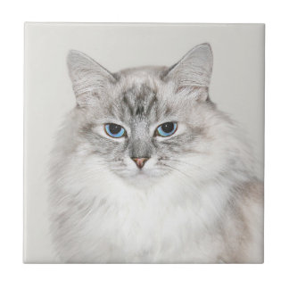 Azulejo Gato Himalayan del punto azul