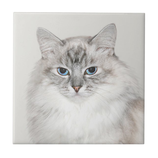 Azulejo Gato Himalayan del punto azul (Frente)