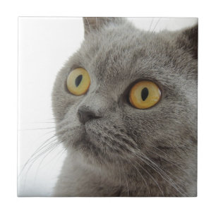 Azulejo Gato Mascota Animal Malhumorado Ceño Paz Amor Dest