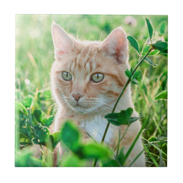 Azulejo Gato Naranja con Ojos Verdes en Hierba (Frente)