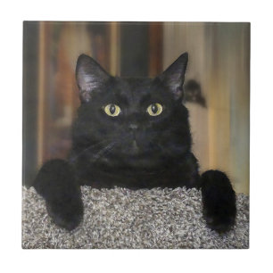 Azulejo Gato Negro