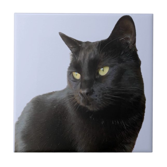 Azulejo Gato negro espléndido (Frente)