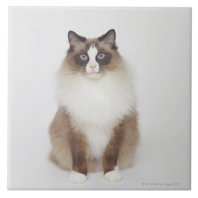 Azulejo Gato peludo grande (Frente)