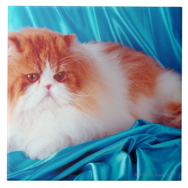 Azulejo Gato persa (Frente)