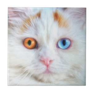 Azulejo Gato persa blanco raro