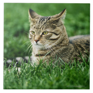 Azulejo Gato que miente en hierba