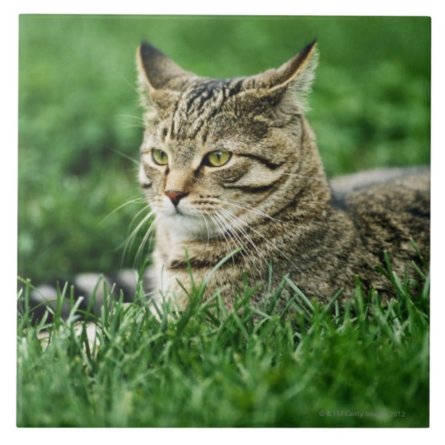 Azulejo Gato que miente en hierba (Frente)