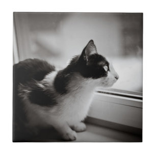 Azulejo Gato que mira afuera