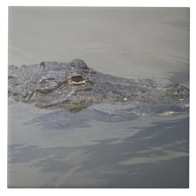 Azulejo Gator In Wait (Frente)