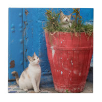 Gatos jugando alrededor, Rabat, Marruecos