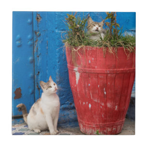 Azulejo Gatos jugando alrededor, Rabat, Marruecos