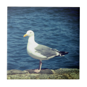 Azulejo Gaviota En La Bahía