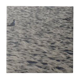Azulejo Gaviota en la playa de Cocoa