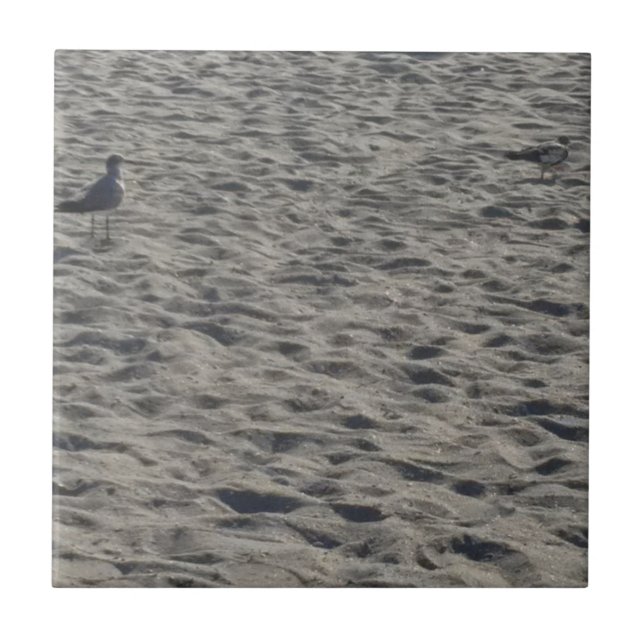 Azulejo Gaviota en la playa de Cocoa (Frente)