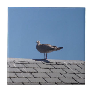 Azulejo Gaviota en un tejado de pizarra