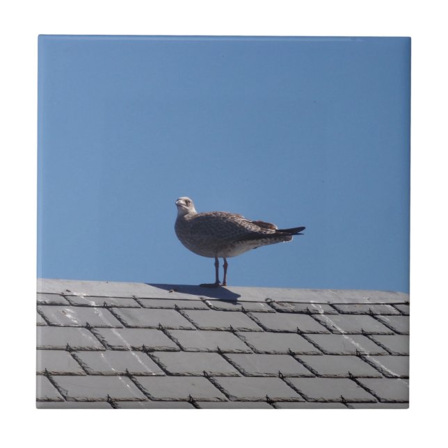 Azulejo Gaviota en un tejado de pizarra (Frente)