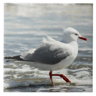 Azulejo Gaviota que consigue sus pies mojados