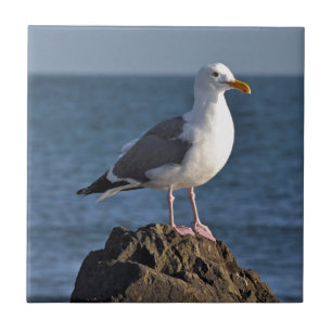 Azulejo Gaviota y océano blancos