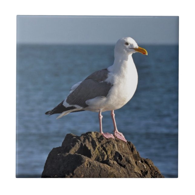 Azulejo Gaviota y océano blancos (Frente)
