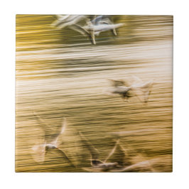 Azulejo Gaviotas voladoras - abstractas