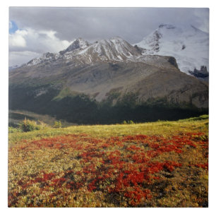 Azulejo Gayuba a principios de otoño Athabasca Peak en la
