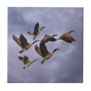 AZULEJO GEESE