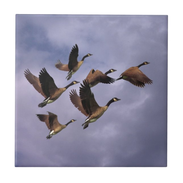 AZULEJO GEESE  (Frente)