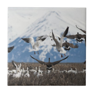 Azulejo Geese dispersivo